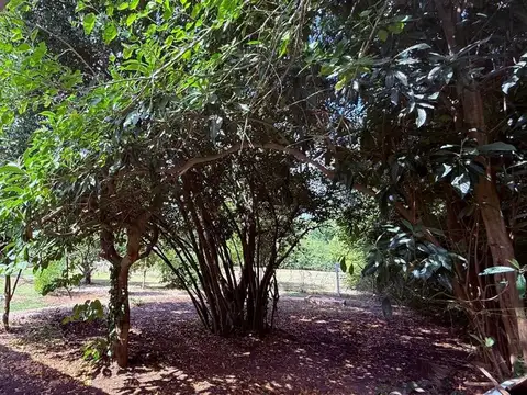 El Pericón 800