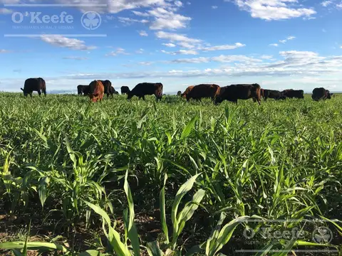 Campo en venta de 1100 has en San Luis