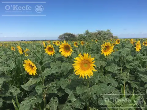 Campo en venta de 1100 has, Donovan, en San Luis