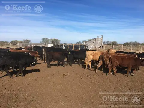 Campo en venta de 1100 has, Donovan, en San Luis