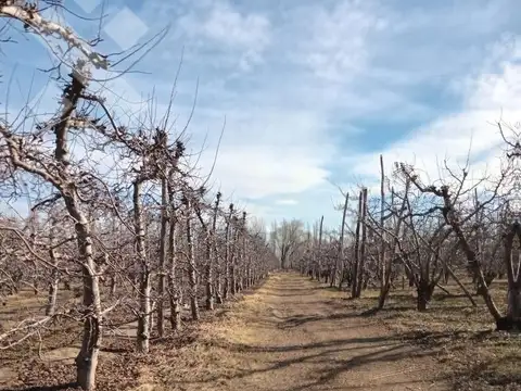 Venta Chacra 21 Hectáreas, frente de ruta provincial 7, San Patricio del Chañar, Neuquen
