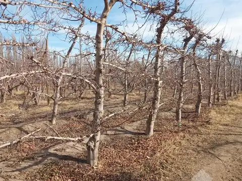 Venta Chacra 21 Hectáreas, frente de ruta provincial 7, San Patricio del Chañar, Neuquen