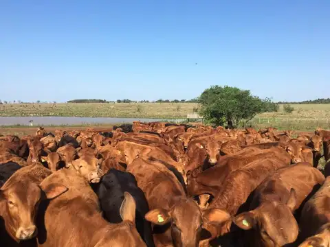 Campo en Venta de 6.000  ha