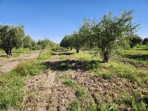 Finca con olvios en polo gastronómico Chachingo calle Sarmiento s/n