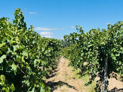 Buen Orden Y San Martín