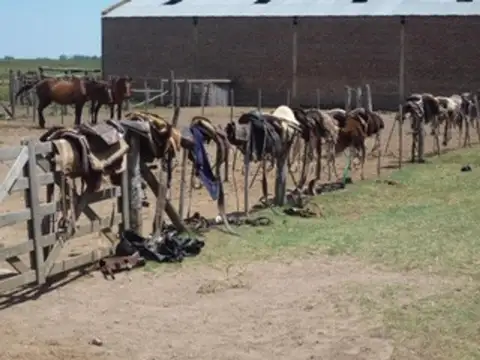 Campo dedicado a la cría de caballos con grandes galpones.