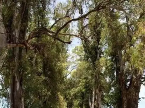Los Tres Pinos