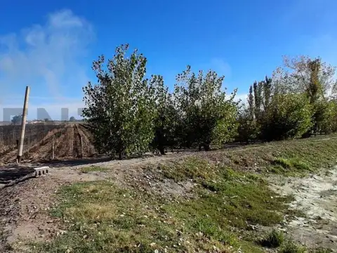 FINCA DE 31 HA CON CAÑON Y MALLA ANTIGRANIZO EN SAN MARTIN, MENDOZA