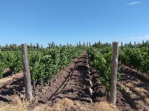 Campo en Venta Agricola