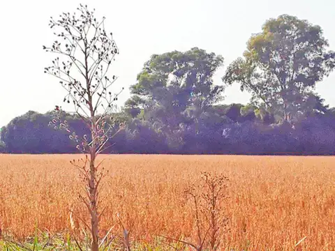 Campo en Venta de 41  ha