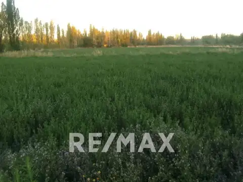 Terreno en Alquiler en Cipolletti, $ 1.500.000