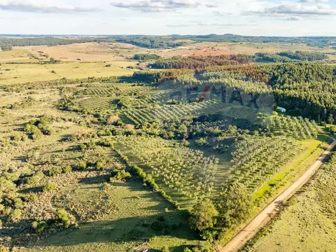 Venta de Campo con olivos en Rocha