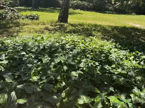 Terreno en Venta 10  mts Frente