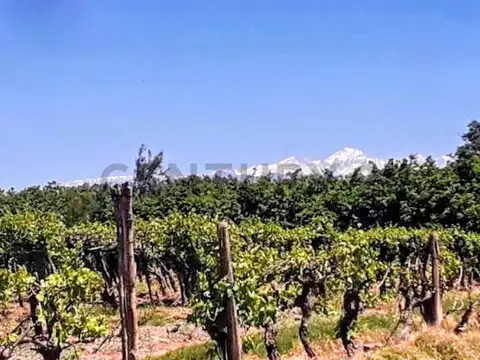 Century 21 vende Finca productiva en La Pega, Lavalle, Mendoza o fracciones de 2000 m² cada lote