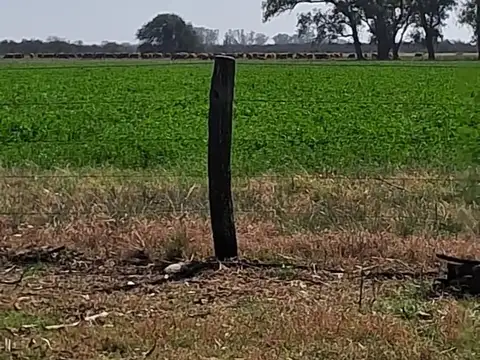 Campo en San Jeronimo Del Sauce, mixto, alquilado,