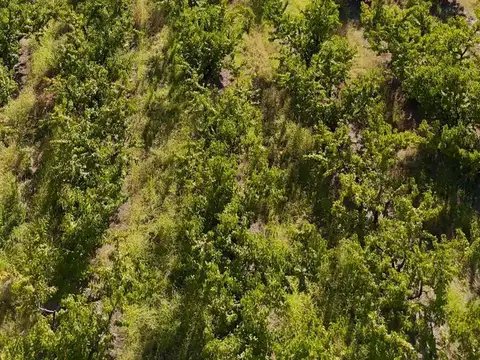 CAMPO EN VENTA-MONTE DE DURAZNOS EN SAN PEDRO-CONSULTE PRECIO Y CONDICIONES