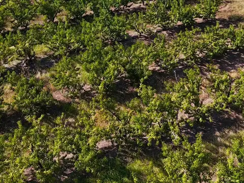 CAMPO EN VENTA-MONTE DE DURAZNOS EN SAN PEDRO-CONSULTE PRECIO Y CONDICIONES