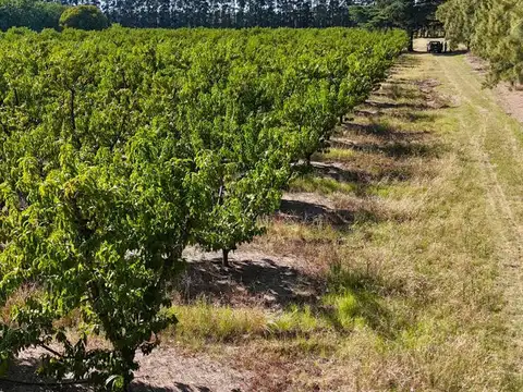 Campo en Venta de 6  ha