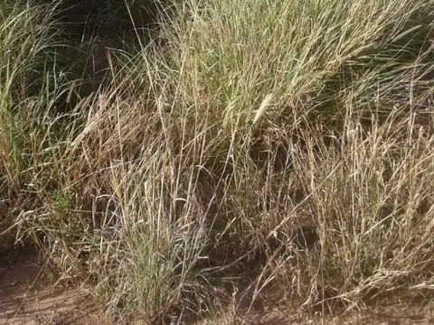 Vendo campo en Chañar, La Rioja
