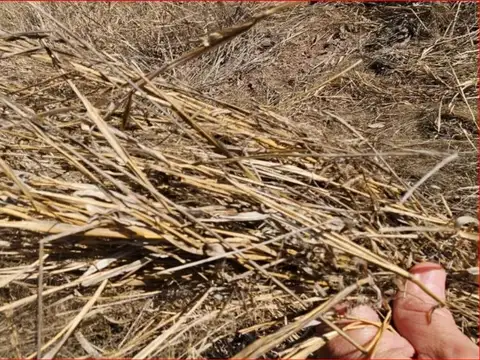 Campo en Venta Ganadero