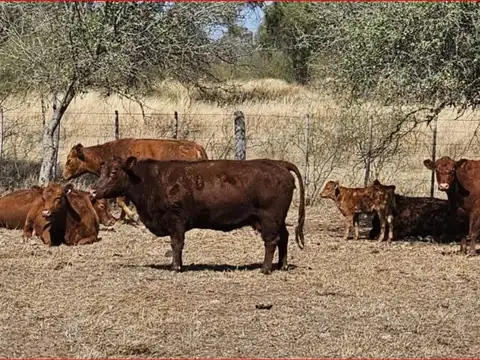 Campo en Venta de 4.037  ha