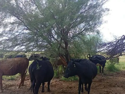 VENTA CAMPO MIXTO SERREZUELA  RUTA NACIONAL 38