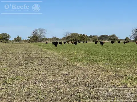 Campo Mixto en venta - 241 has en Magdalena !!