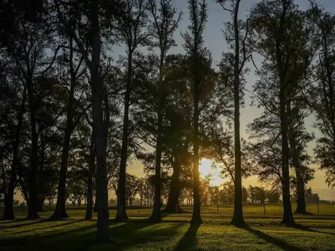 Ruta 6 km 142 Villa de Campo Tres Pinos