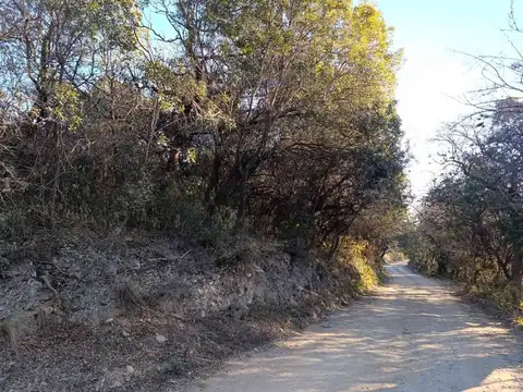 Camino de Damiana Vega 500