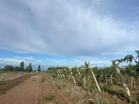 finca en produccion viñedos chapanay