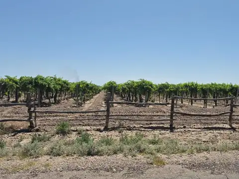 VENTA FINCA EN SANTA ROSA