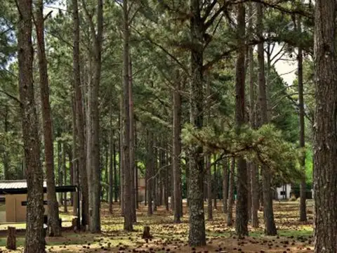 Viejo camino a Yacanto