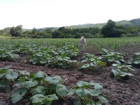 SE VENDEN 50 HAS PRODUCTIVAS APTAS DIVERSOS RUBROS