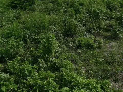 Campo 50 Hectáreas Pcia. Plaza Chaco Cnia. Vieytes