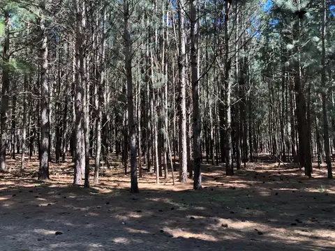 El pinar