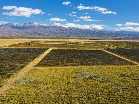 Finca en Venta 150 ha – Valle de Uco, Mendoza