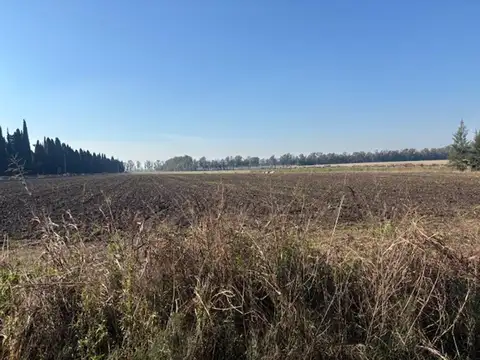 Campo en Venta Agrícola