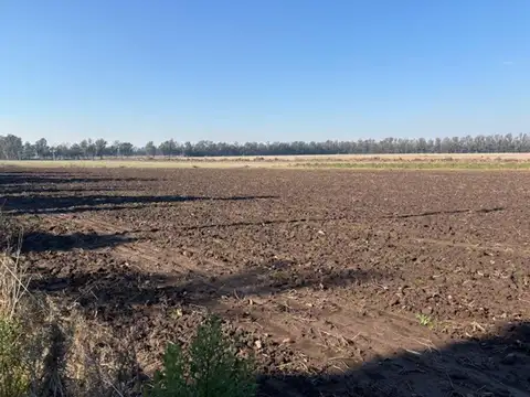 Campo en Venta Agrícola