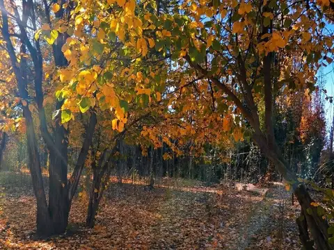 Venta terreno forestado Las Compuertas