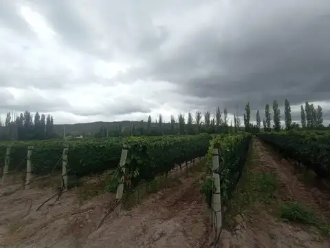 Olavarria al 2000