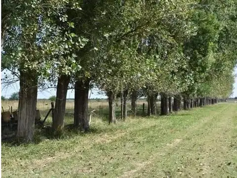 Campo - Marcos Paz