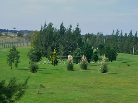 EN CAMPOS DE ROCA II