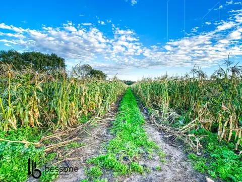 Campo 10 Hectareas Frutihorticola Ruta 88