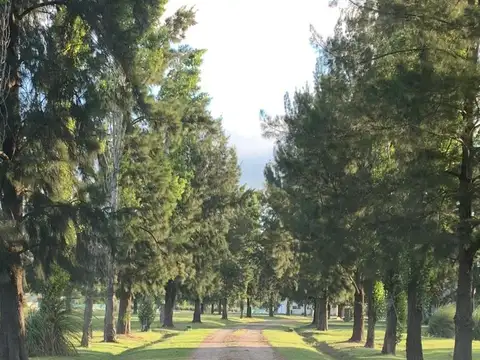 Terreno en Venta 50  mts Fondo