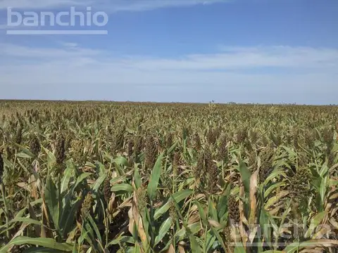 150 ha Ganaderas San Genaro