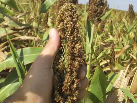 150 ha Ganaderas San Genaro