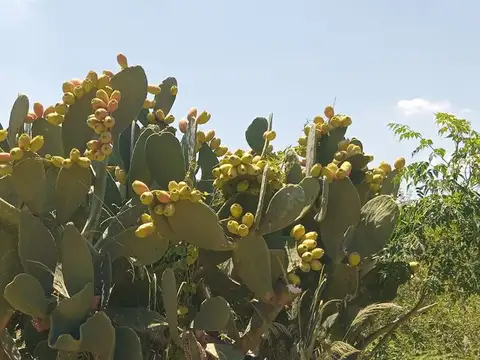VENTA DE CAMPO 30 HAS EN VILLA DEL SOTO CORDOBA