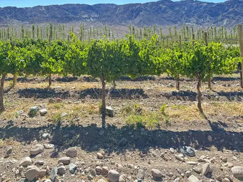 Ruta provincial 412, Puchuzun, Calingasta, San Juan