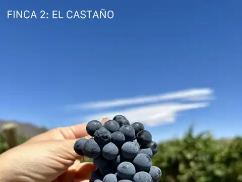 5 fincas en Calingasta San Juan