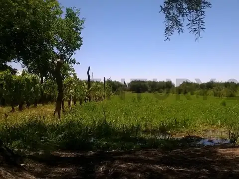 Venta de Finca. Maipú. Mendoza.